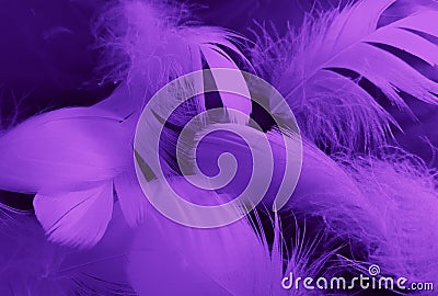 Beautiful abstract white and purple feathers on black background and soft white feather texture on white pattern and purple Stock Photo