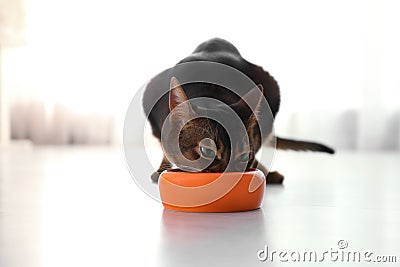 Beautiful Abyssinian cat eating from bowl. Lovely pet Stock Photo