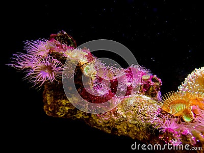 Beautiful Actiniaria in black background.Pink Sea anemone in Aquarium. Stock Photo