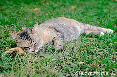 Beautiful adorable sleepyhead leopard color cat relaxing on the grass Stock Photo