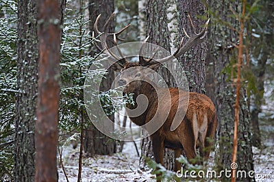 Beautiful Adult Deer With Big Horns And Careful Look In Thicket Of Pine Winter Forest. European Wildlife Landscape With Snow And Stock Photo