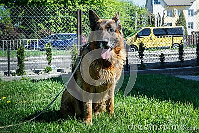 beautiful adult german shepherd male dog on laser leash sits Stock Photo