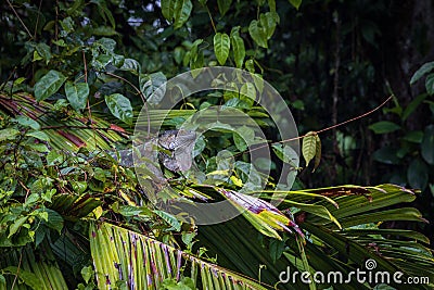 Beautiful adult Green Iguana (Iguana Iguana) in a tree in Tortuguero National Park (Costa Rica) Stock Photo