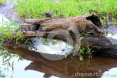 Beautiful adult Mink sticking her head out of a log. Stock Photo