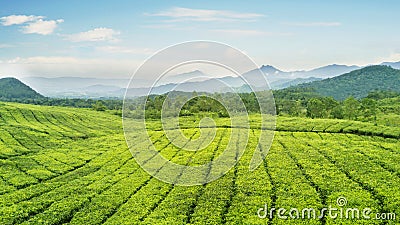 Beautiful tea plantation at morning misty Stock Photo