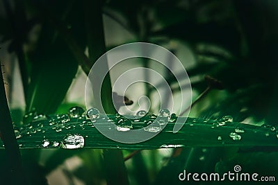 beautiful aesthetic background of water drop green leaf Stock Photo