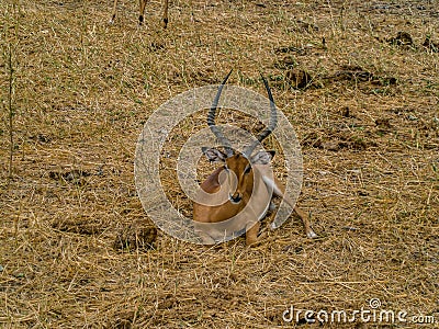 Beautiful African antilope in the savanne of Africa Stock Photo