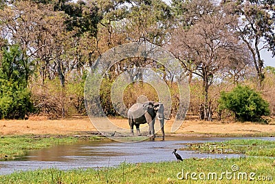 A beautiful African elephant drinking water in northern Botswana. Stock Photo