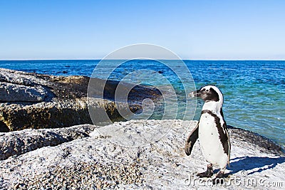 Beautiful african penguin on Boulders beach in Cape Town Stock Photo