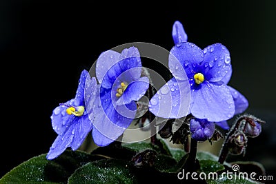 The beautiful African Violet Stock Photo