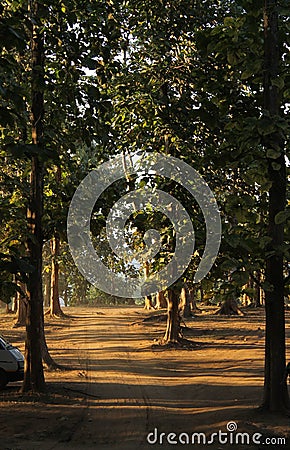 Beautiful afternoon view of the forest of teak and sisso trees along with the unpitched road Stock Photo