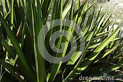 Beautiful agave with green leaves growing outdoors, closeup Stock Photo