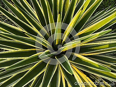Beautiful agave plant in a park Stock Photo