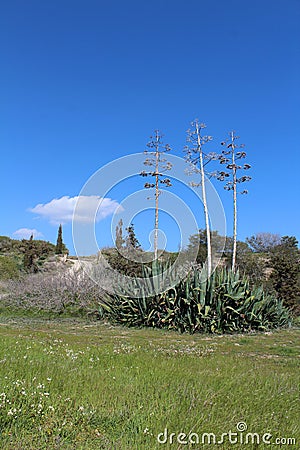 Beautiful agave plants Stock Photo