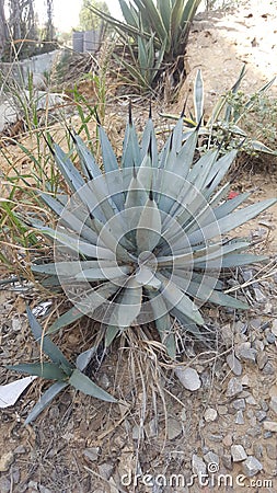 Agave Tequilana Plant in Wild Stock Photo