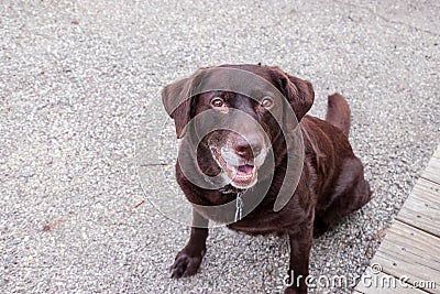 Beautiful aging chocolate labrador retriever smiles while sitting Stock Photo