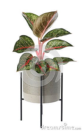 Beautiful Aglaonema plant in flowerpot isolated. House decor Stock Photo