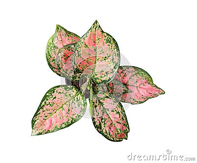 Beautiful Aglaonema plant isolated on white, top view. Stock Photo