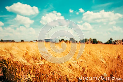 Beautiful agricultural farm landscape with ripe barley in foreground Stock Photo