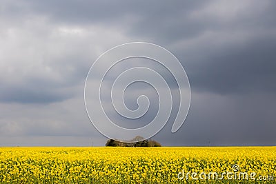 Beautiful agricultural landscape. Rapeseed oil field. Yellow oilseed rape crop Stock Photo