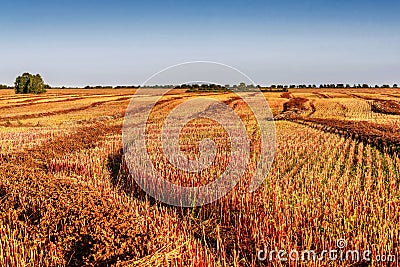 Field straw buckwheat harvest agriculture Stock Photo