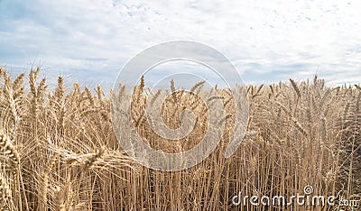 Beautiful agricultural with ripe wheats Stock Photo