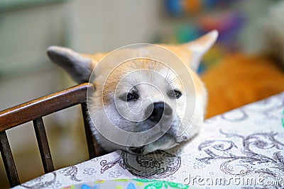 Beautiful Akita dog with his head on the table Stock Photo