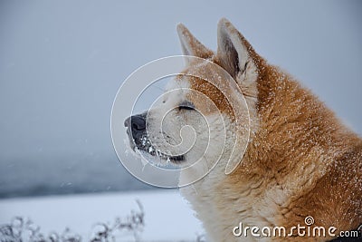 Beautiful akita inu male portrait covered in snow Stock Photo