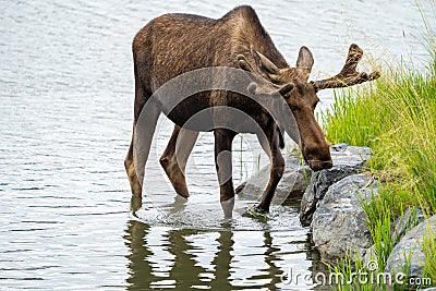 Beautiful Alaskan moose wanders in the calm water Stock Photo