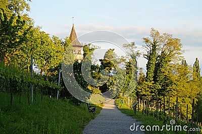 a beautiful alley with a little vineyard in the evening sun on a fine day in May on Mainau island (Germany) Stock Photo