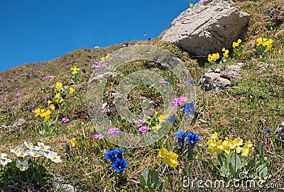 Beautiful alpine flora with blue gentian, pink primrose and auriculas - protected wildflowers Stock Photo