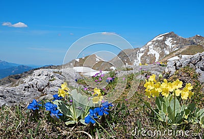 Alpine flora with blue gentian, pink primrose and auriculas - protected wildflowers. blue sky and blurry mountain background Stock Photo