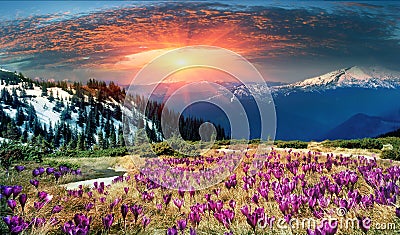 Beautiful alpine flowers Stock Photo