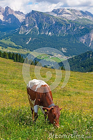 Beautiful Alps meadow with a grazing cow in the summer Stock Photo