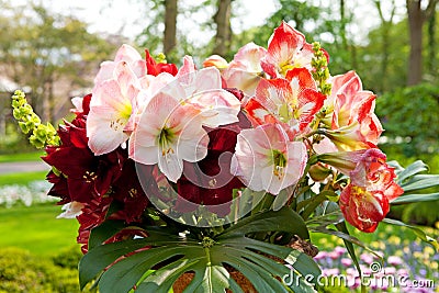 Beautiful Amaryllis flowers Amaryllidaceae Stock Photo