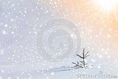 Beautiful amazing Christmas winter mountain landscape. Small young green fir tree spruce growing alone in deep snow on cold sunny Stock Photo
