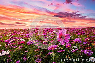 Beautiful and amazing of cosmos flower field landscape in sunset. Stock Photo