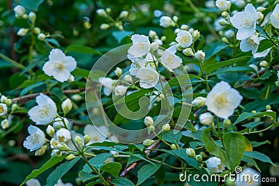 Beautiful amazing white jasmine flowers on the bush in the garden Stock Photo