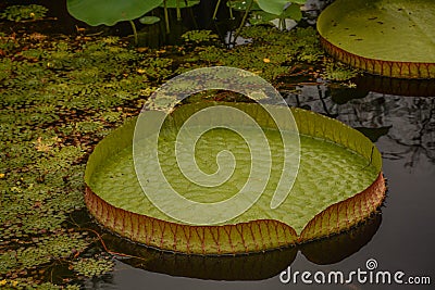 Beautiful Amazon Waterlily Pan Shaped Pad Stock Photo