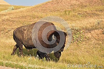 Beautiful American Bison Wandering Thorugh a Field Stock Photo