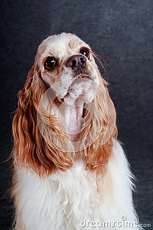 Beautiful american cocker spaniel sitting in front of gray background Stock Photo