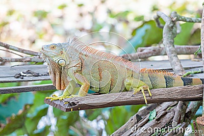 Beautiful American iguana at mini zoo in Miri town. Stock Photo