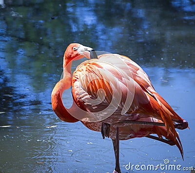 Beautiful American Pink Flamingo Stock Photo