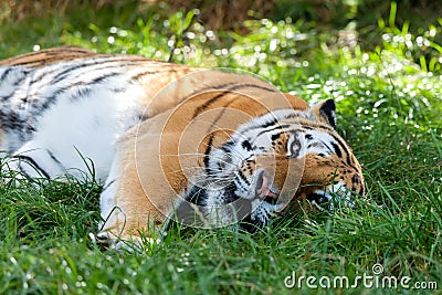 Beautiful Amur Tiger Lying Down Resting in Grass Stock Photo