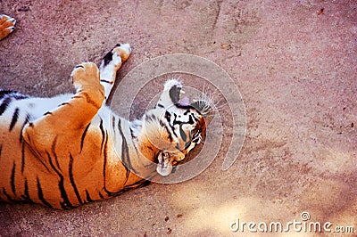 Beautiful amur tiger portrait. Dangerous animal Stock Photo
