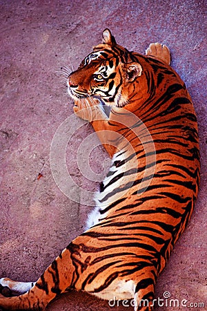 Beautiful amur tiger portrait. Dangerous animal Stock Photo