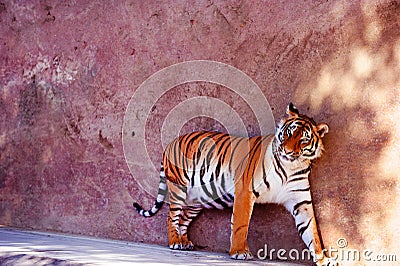 Beautiful amur tiger portrait. Dangerous animal Stock Photo