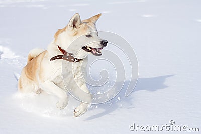 A beautiful amusing Japanese Akita Inu in a leather collar runs in winter on clean white fluffy snow with open jaws. Stock Photo