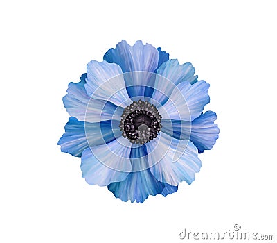 Beautiful anemone. Blue flower. Realistic high quality hand drawn botanical illustration isolated on white. Clip art for Cartoon Illustration