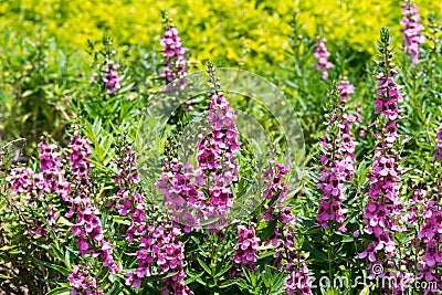 Beautiful angelonia flower in garden Stock Photo